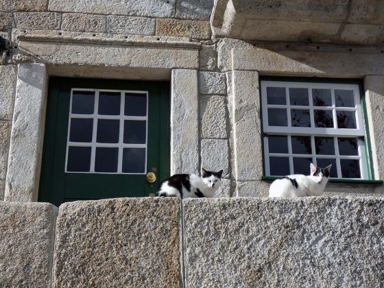 gatos