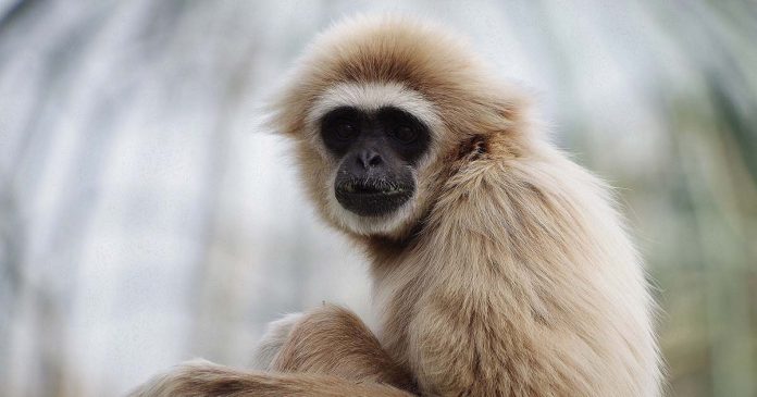 Jardim Zoológico amor sem fronteiras