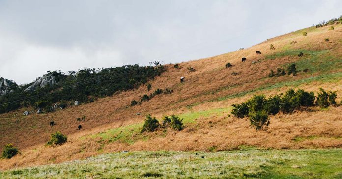 Proprietários portugueses dinheiro para limpar terrenos