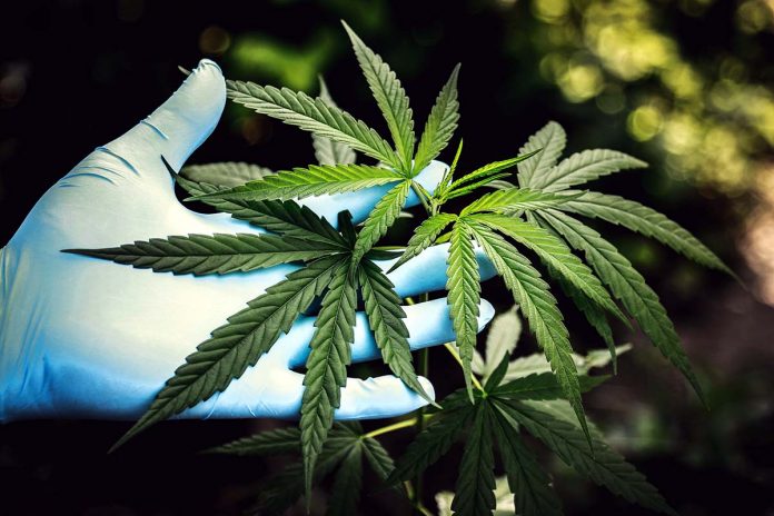 canábis para fins medicinais Portugal