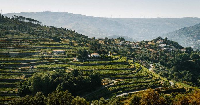 ADWines-QuintaStaTeresa-002 s Quinta de Santa Teresa