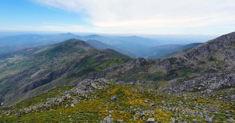 Estrela