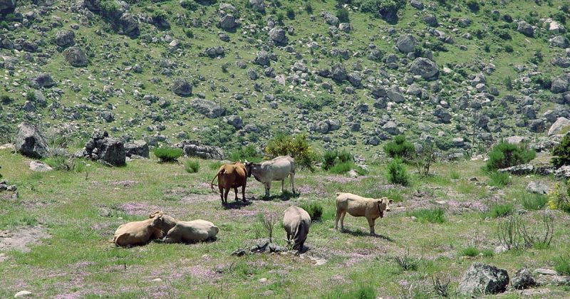vacas