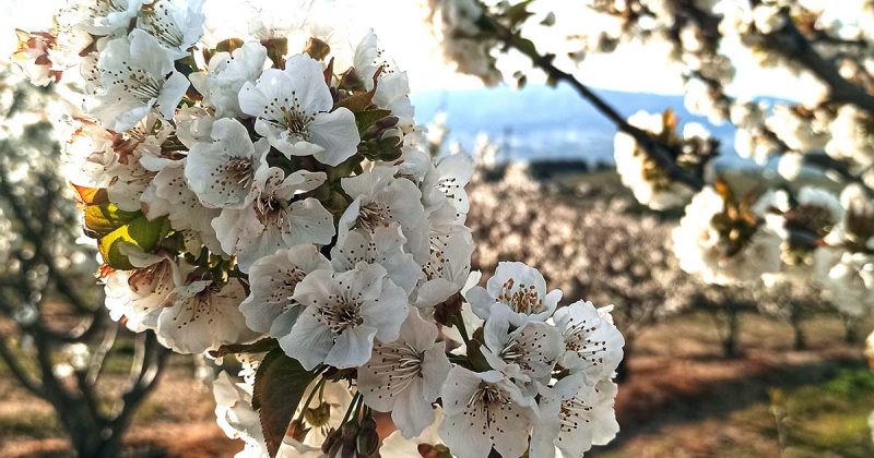 Cova da Beira neve em forma de flor