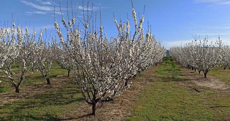 Cerejeiras em flor