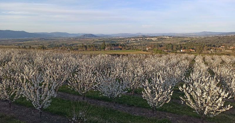 Cova da Beira neve em forma de flor