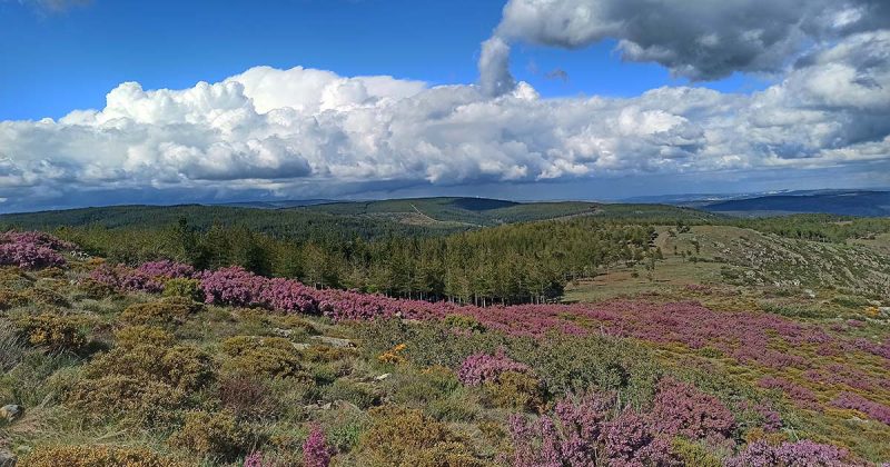 primavera na Serra da Estrela