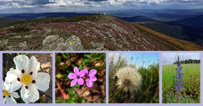 Serra da Estrela s primavera na Serra da Estrela
