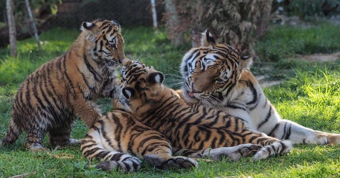 Jardim Zoológico no Dia da Mãe