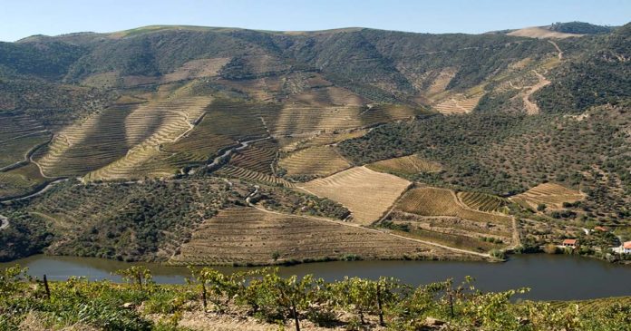 IVDP 1 s IVDP sustentabilidade no Douro