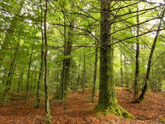 bosques