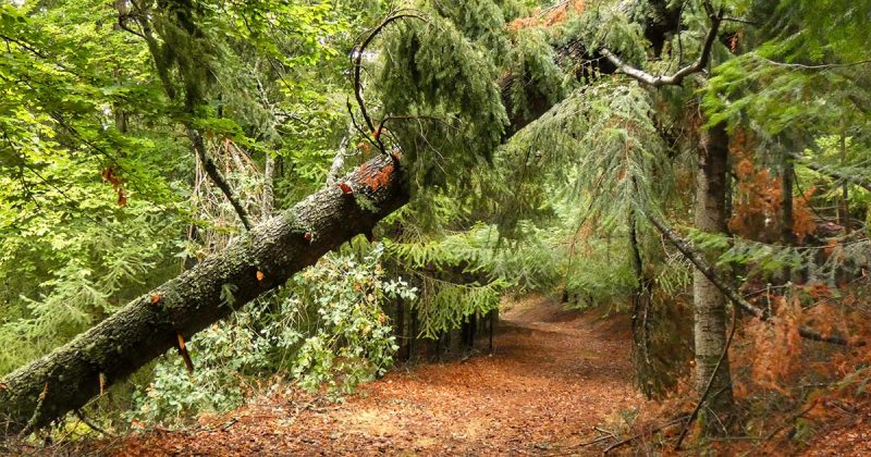 bosques
