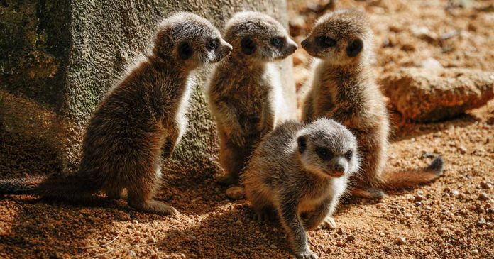 Suricata_crias-Jardim Zoológico©CarlosNunes s crias de suricata do Jardim Zoológico