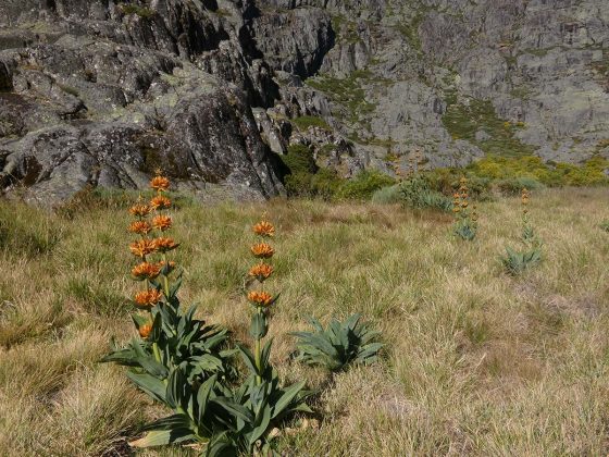 Argen&ccedil;ana