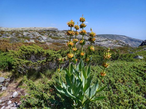 diamante da Serra da Estrela