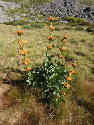 Gentiana lutea