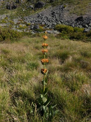 Gentiana lutea