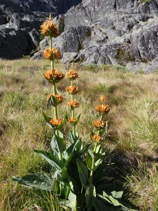 Gentiana lutea