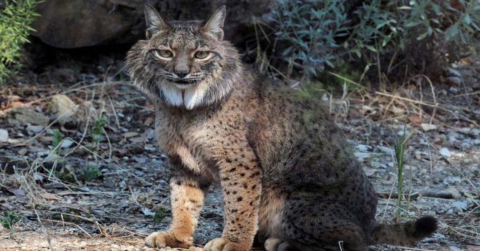 Gato Preto e Lince Ibérico