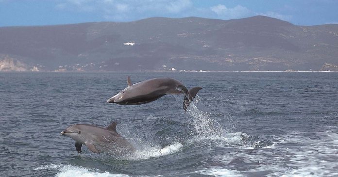 Proteger os Golfinhos no Sado