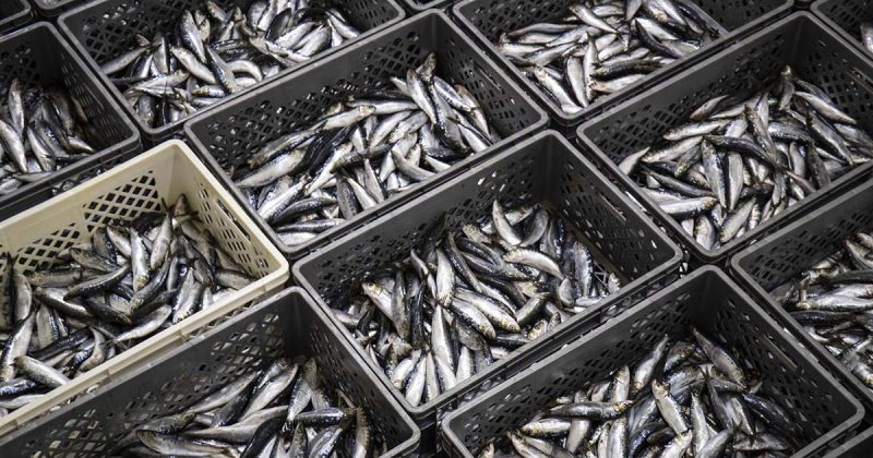 sardinha