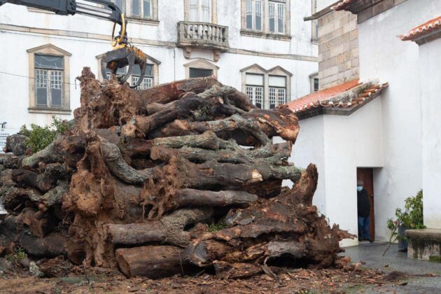 Madeiro de Penamacor