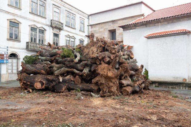 Madeiro de Penamacor