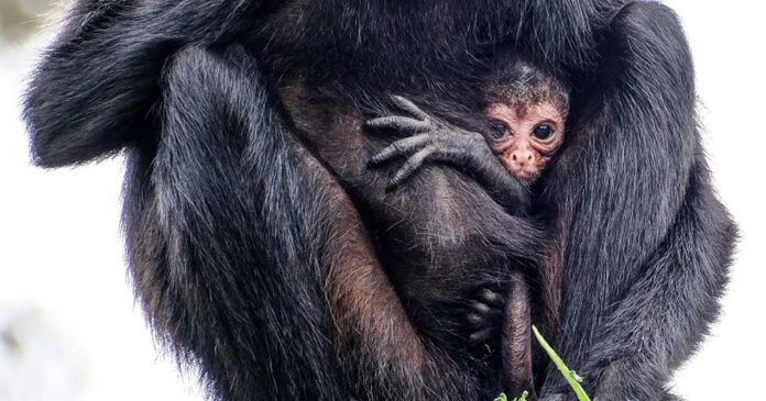 primeira cria do ano no Jardim Zoológico