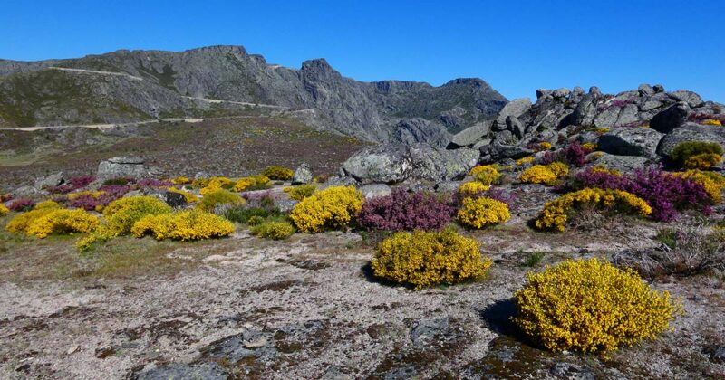 Primavera com o ver&atilde;o