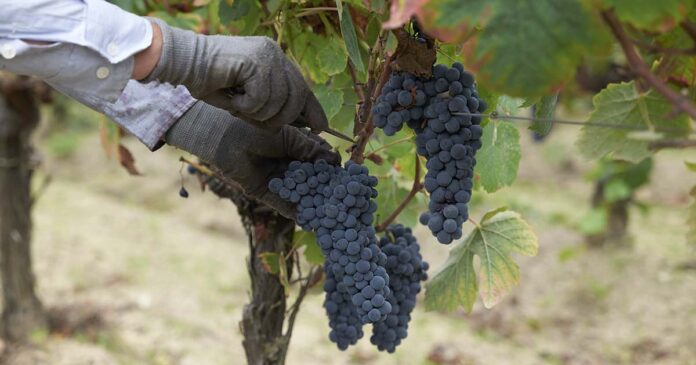 Vinho do Dão no Concurso Vinhos de Portugal