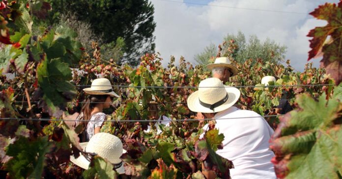 Rota dos Vinhos na Região de Lisboa
