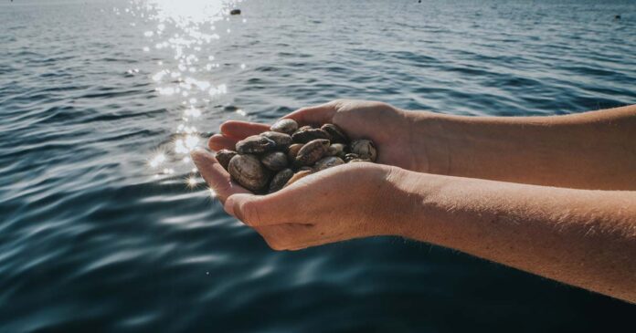 Amêijoas sustentáveis produzidas pela Oceano Fresco_p s aquicultura sustentável