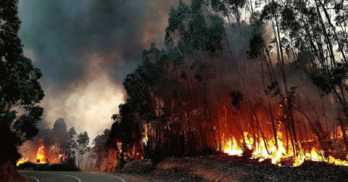Incêndios florestais s Incêndios florestais
