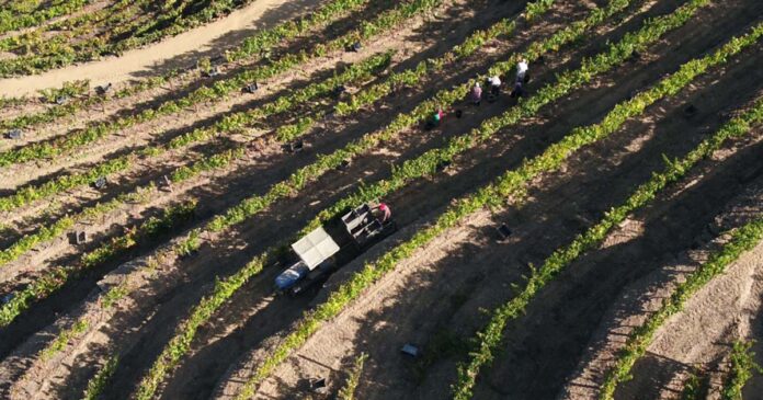 ADVID-tecnológica-vinha-vinho ADVID-tecnológica-vinha-vinho