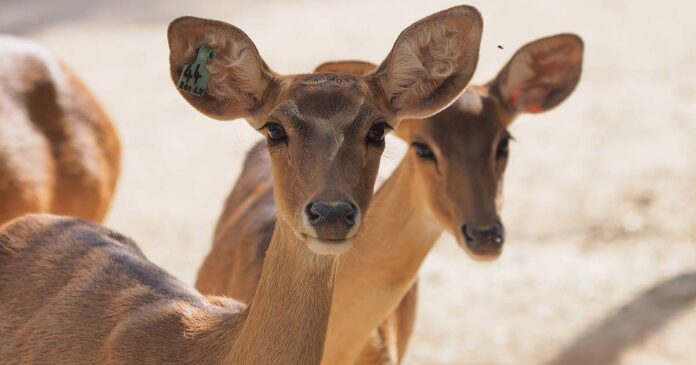 Pai-Natal-Jardim-Zoologico