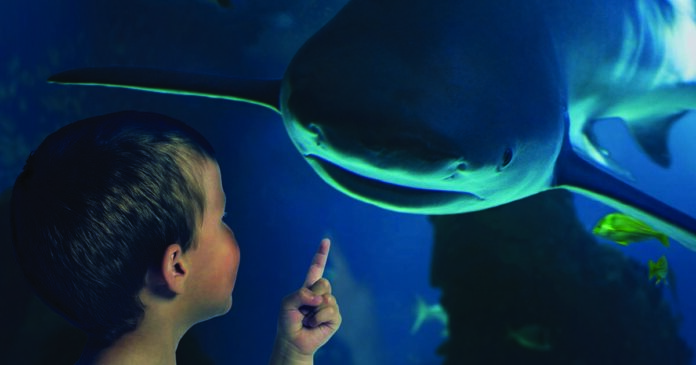 Sea Life Porto Sharklife