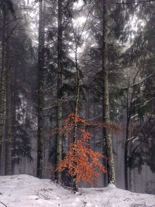 Serra da Estrela neve