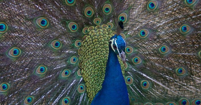 JZ_Pavão-azul©CarlosNunes28 Jardim Zoológico máscaras