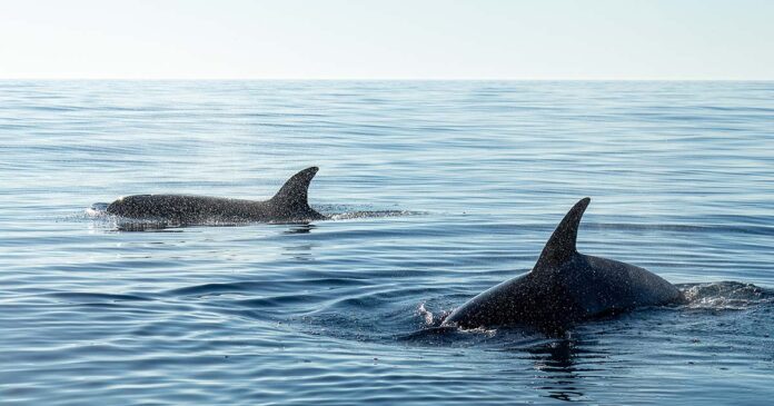 orcas-pexels-jose-vargues-9500828 Resgate pessoas orcas