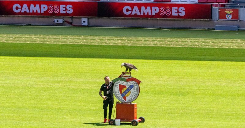 Est&aacute;dio da Luz