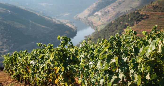 CP Vindimas no Douro - maksym-kaharlytskyi-u3rIzY-wv5M-unsplash CP Vindimas no Douro
