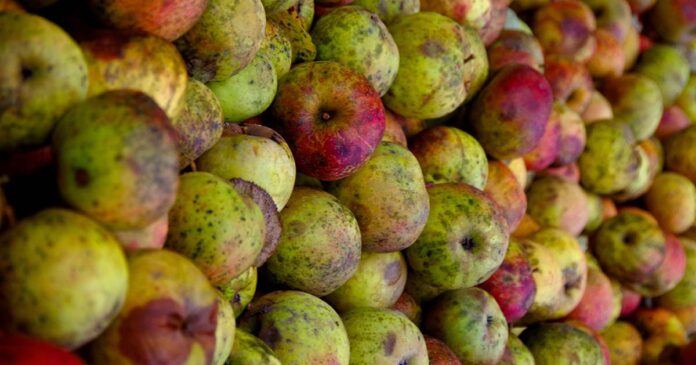 Portugueses desperdiçam comida emma-van-sant---LA23QAzaM-unsplash Portugueses desperdiçam comida