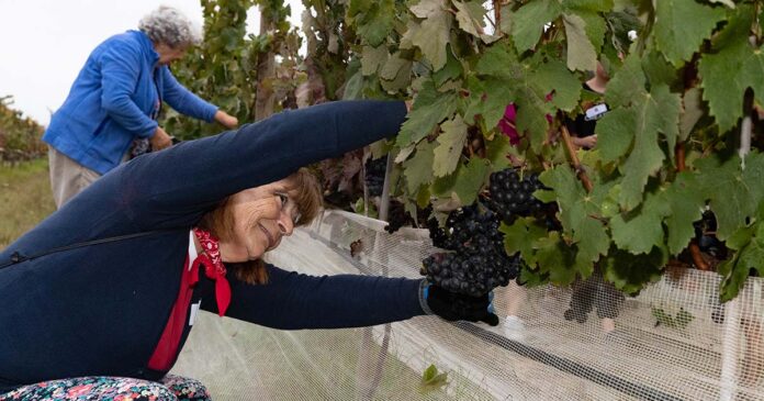 Vinho Carcavelos