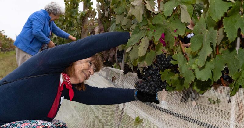 Vinho Carcavelos