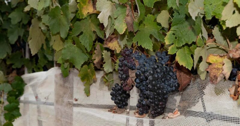 Vinho Carcavelos