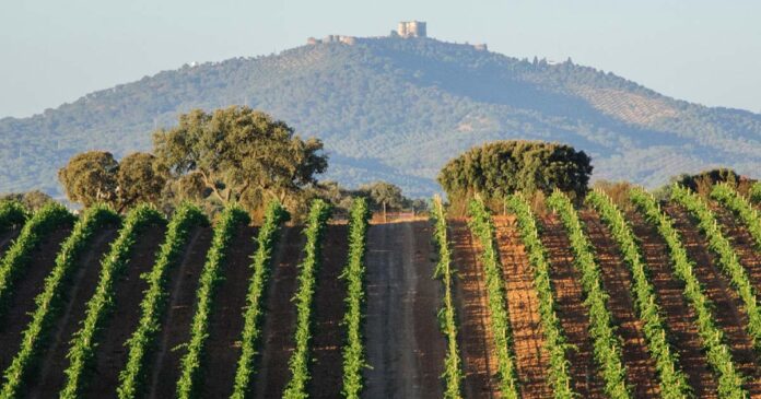 Vinhos Alentejo Vinhos Alentejo