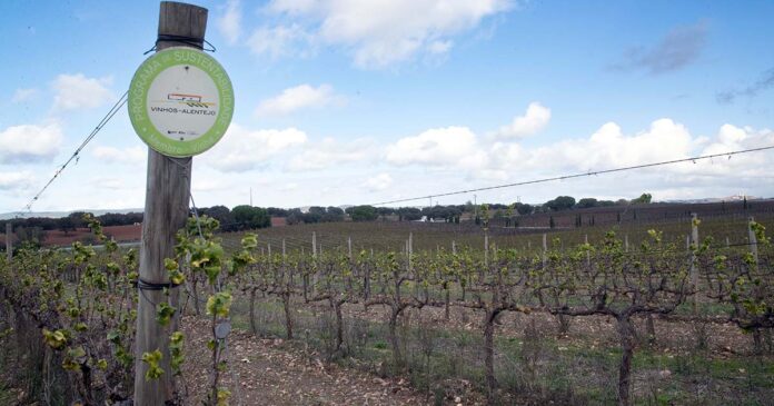 Vinhos Alentejo Enoturismo