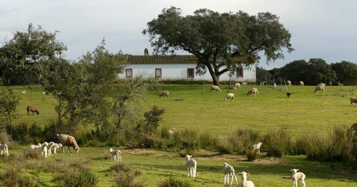 Herdade do Freixo do Meio