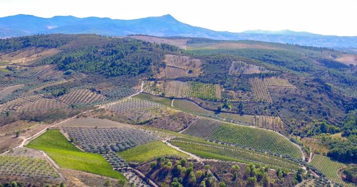 Vinhos de Trás-os-Montes