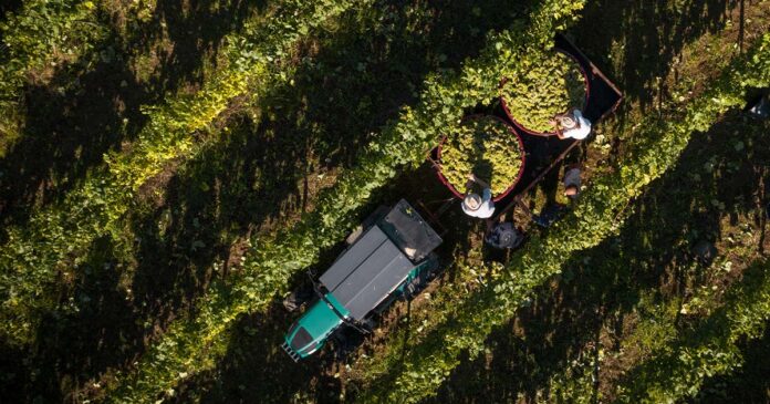 Barcos Wines Barcos Wines